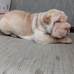 Boy 1 - Cream dilute male Chinese Shar-Pei puppy in Autryville, North Carolina from T&D'S Razen Wrinkles Shar-pei