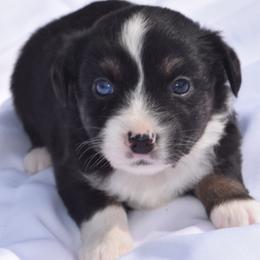 Girl 1 - Black tri-color female Australian Shepherd puppy in Nebraska from Our Barn Aussies