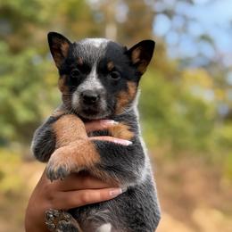 Girl 1 - Blue female Australian Cattle Dog puppy in Amesbury, Massachusetts from Fox Hill Farm & K9