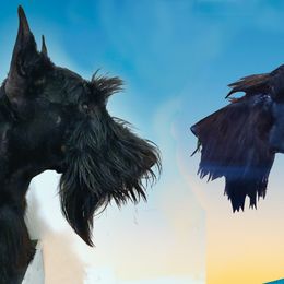 Scottish Terrier All Grown Up from Kingsdale Scottish Terriers