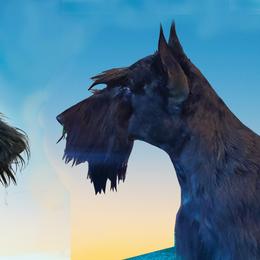 Scottish Terrier All Grown Up from Kingsdale Scottish Terriers