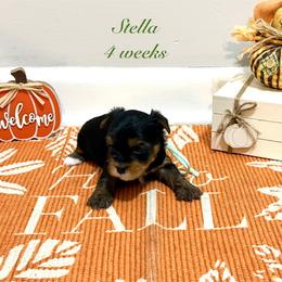 Stella - Black and tan female Yorkshire Terrier puppy in Forest, Virginia from Majestic Touch Kennels and Pet Services