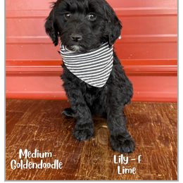Lily - Black female Goldendoodle puppy in Fort Lupton, Colorado from Puppy Paws Colorado