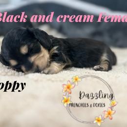 Poppy - Black and cream female Dachshund puppy in Kissimmee, Florida from Dazzling Frenchies and Doxies