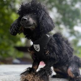 Ellie - Phantom female Poodle puppy in Chattanooga, Tennessee from Joy-Fur Puppies
