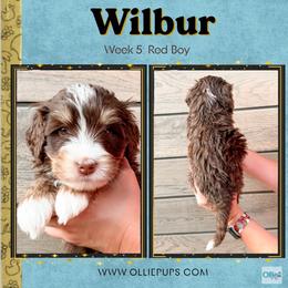 Wilbur (Red boy) - Tri-color male Bernedoodle puppy in Boiling Springs, South Carolina from OlliePups, LLC