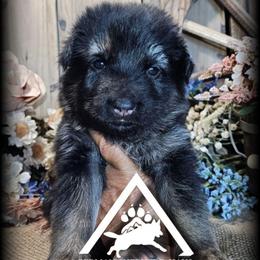 Dixie - Black and tan female German Shepherd puppy in Sequim, Washington from German Shepherd Haus