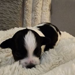 Marco - Black and white male Havanese puppy in Richmond, Texas from Marcia Hamlet