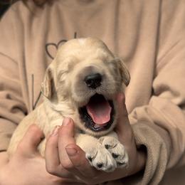 Goldendoodle Puppies from North Star Dog Training