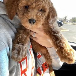 Goldendoodle and Poodle Puppies from Still Waters Farm