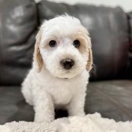 Bandit (blue) - male Golden Mountain Doodle puppy in Twin Falls, Idaho from Magic Valley Family Doodles