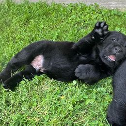 Boy 2 - Labrador Retriever puppy from Findaway Labradors