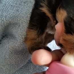 Yorkshire Terrier Puppies from Angela Coleman