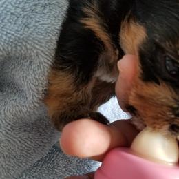 Yorkshire Terrier Puppies from Angela Coleman