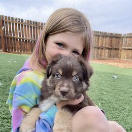 Australian Shepherd and Miniature Australian Shepherd Puppies from Elevation Kennels