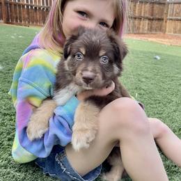 Australian Shepherd and Miniature Australian Shepherd Puppies from Elevation Kennels