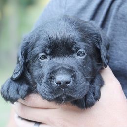 Labrador Retriever Puppies from Penny Lane Labradors