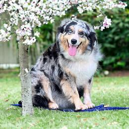 Bella - Australian Shepherd