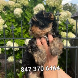 Yorkshire Terrier Puppies from Yorkie Puppies Redwood Ranch