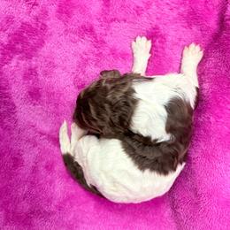 Lily - Parti female Poodle puppy in Meadowbrook, California from Standard Poodle Pups