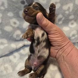 Arrow - Dapple male Dachshund puppy in Tonopah, Arizona from Desert Diamond Dachshunds