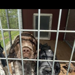 English Springer Spaniel Puppies from Saratoga Springers NY