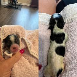 Girl 1 - Black tan and white female Biewer Terrier puppy in Chester, South Carolina from Classic Biewers