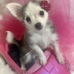 BARBIE - Fawn and white female Chihuahua puppy in Polo, Missouri from Blue Tails Farm