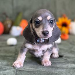Blue Berry - Gray (blue) and cream female Dachshund puppy in Lincoln, Arkansas from Red Dirt Dachshunds