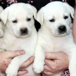 Available Female 1 - Yellow female Labrador Retriever puppy in Lakeside, California from LabsToLove Labrador Retriever Pups Puppies