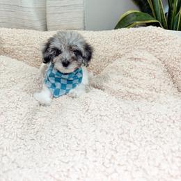 Mint chocolate chip - Parti male Goldendoodle puppy in Pearland, Texas from Posh Paws Puppies