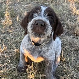 Oakley-Justice - Brown and gray female Wirehaired Pointing Griffon puppy in Grangeville, Idaho from Happy Hollow Griffons