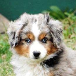 Miniature American Shepherd Puppies from Blue Moon Mini Shepherds