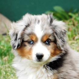 Miniature American Shepherd Puppies from Blue Moon Mini Shepherds