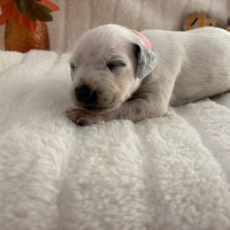 Carina Smith - White and black female Dalmatian puppy in Chehalis, Washington from Dalmatian Vacation