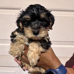 Apollo - Black male Poodle puppy in Las Vegas, Nevada from Plush Toy Poodle Puppies & Pals