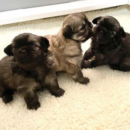 Tibetan Spaniels from Folklaur Tibetan Spaniels