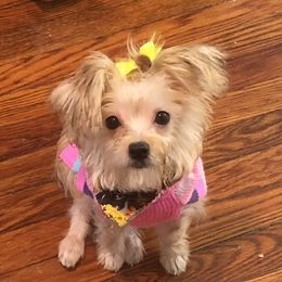 Morkie Puppies from Derisha's Morkies