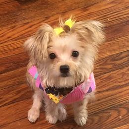 Morkie Puppies from Derisha's Morkies