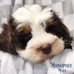 Monopoly - Tri Chocolate Parti - Tri-color male Australian Labradoodle puppy in Beecher, Illinois from Erica’s Doodles