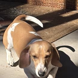 Morango - Dachshund