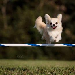 Sapphire  - Chihuahua