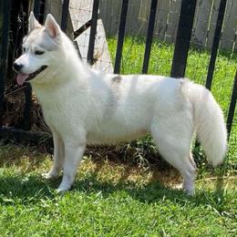 Halo - Siberian Husky