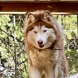 Darla - Siberian Husky