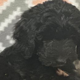 Girl 4 - Black and white Sheepadoodle puppy in Franklin, Texas from Cross Doodles