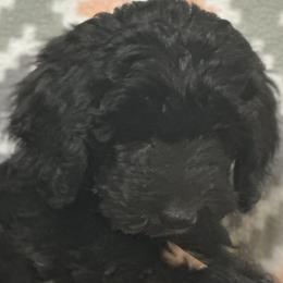 Girl 4 - Black and white Sheepadoodle puppy in Franklin, Texas from Cross Doodles