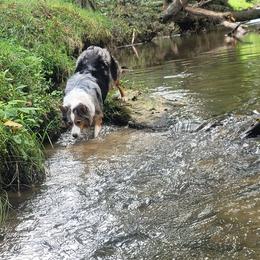 Aspen - Australian Shepherd