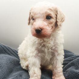 Poodles from Matlock’s Standard Poodles