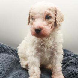 Poodles from Matlock’s Standard Poodles