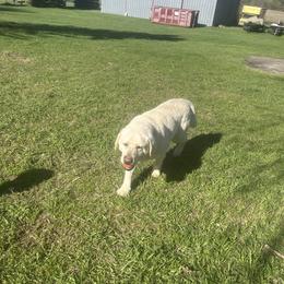 Leroy - Yellow male Labrador Retriever puppy in Isanti, Minnesota from Four Corners Family Labs